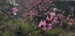 關于桃花最出名的詩句,花開的句子唯美